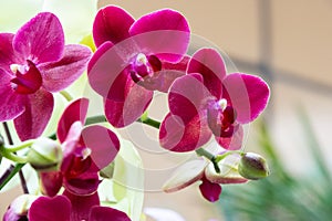 è´è¶å…°ï¼ˆå­¦åï¼šPhalaenopsis aphrodite H. G. Reichenbachï¼‰